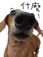 7 ne Queen Wanwan-real dog sticker #13637407