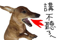 7 ne Queen Wanwan-real dog sticker #13637408