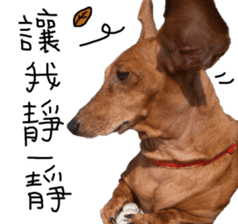 7 ne Queen Wanwan-real dog sticker #13637410