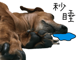 7 ne Queen Wanwan-real dog sticker #13637411