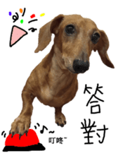 7 ne Queen Wanwan-real dog sticker #13637412