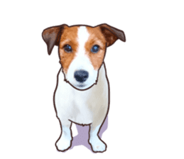 A lot of Jackrussellterrier3 sticker #13639542