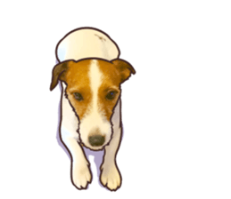 A lot of Jackrussellterrier3 sticker #13639543