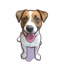 A lot of Jackrussellterrier3 sticker #13639544