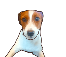 A lot of Jackrussellterrier3 sticker #13639545