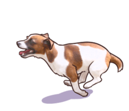 A lot of Jackrussellterrier3 sticker #13639547