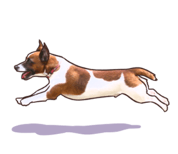 A lot of Jackrussellterrier3 sticker #13639548