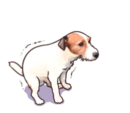 A lot of Jackrussellterrier3 sticker #13639550