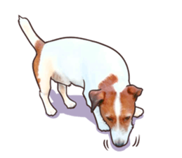 A lot of Jackrussellterrier3 sticker #13639551