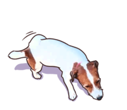 A lot of Jackrussellterrier3 sticker #13639552