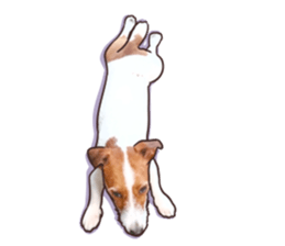 A lot of Jackrussellterrier3 sticker #13639553