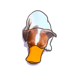 A lot of Jackrussellterrier3 sticker #13639557