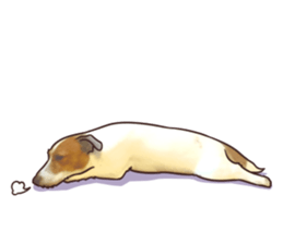 A lot of Jackrussellterrier3 sticker #13639558