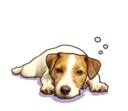 A lot of Jackrussellterrier3 sticker #13639559