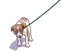 A lot of Jackrussellterrier3 sticker #13639561