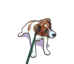 A lot of Jackrussellterrier3 sticker #13639562