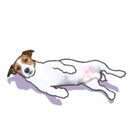 A lot of Jackrussellterrier3 sticker #13639565