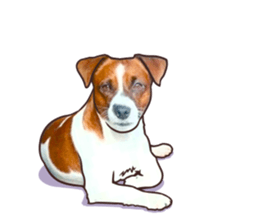 A lot of Jackrussellterrier3 sticker #13639566