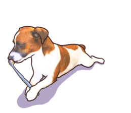 A lot of Jackrussellterrier3 sticker #13639567