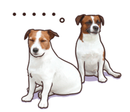 A lot of Jackrussellterrier3 sticker #13639568