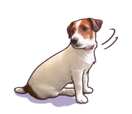 A lot of Jackrussellterrier3 sticker #13639572