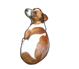 A lot of Jackrussellterrier3 sticker #13639575