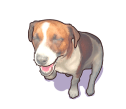 A lot of Jackrussellterrier3 sticker #13639576