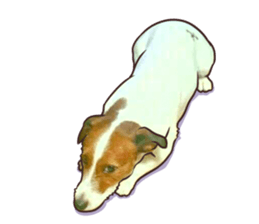 A lot of Jackrussellterrier3 sticker #13639578
