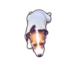 A lot of Jackrussellterrier3 sticker #13639579