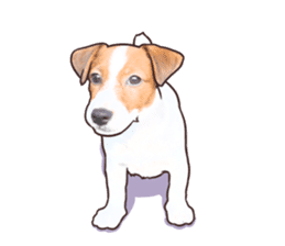 A lot of Jackrussellterrier3 sticker #13639581