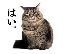 Cat Photo Stickers sticker #13641600