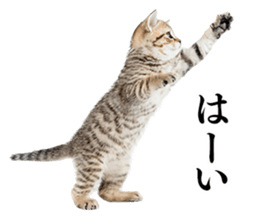 Cat Photo Stickers sticker #13641602