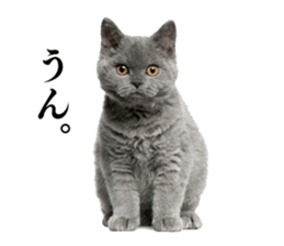 Cat Photo Stickers sticker #13641603