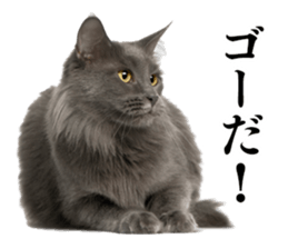 Cat Photo Stickers sticker #13641605