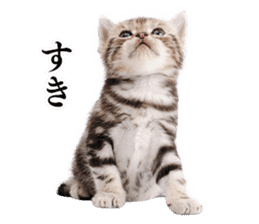 Cat Photo Stickers sticker #13641607