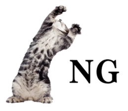 Cat Photo Stickers sticker #13641608