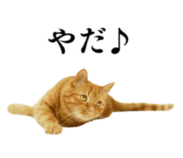 Cat Photo Stickers sticker #13641610