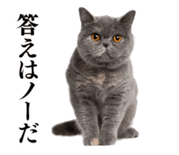 Cat Photo Stickers sticker #13641611