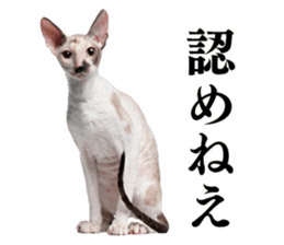 Cat Photo Stickers sticker #13641613