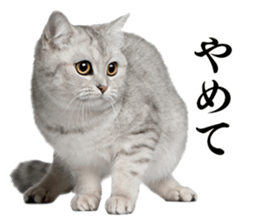 Cat Photo Stickers sticker #13641616