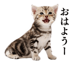 Cat Photo Stickers sticker #13641618