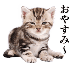 Cat Photo Stickers sticker #13641619