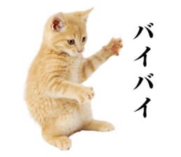 Cat Photo Stickers sticker #13641622