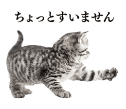 Cat Photo Stickers sticker #13641624