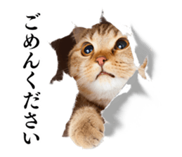 Cat Photo Stickers sticker #13641625