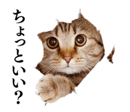 Cat Photo Stickers sticker #13641626