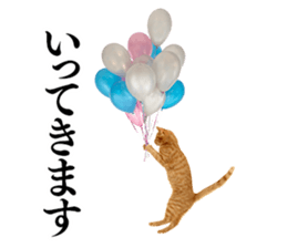 Cat Photo Stickers sticker #13641627