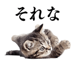Cat Photo Stickers sticker #13641628