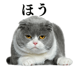 Cat Photo Stickers sticker #13641630