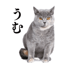 Cat Photo Stickers sticker #13641633